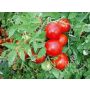 Tomate - Jani - BIODYNAMIQUE