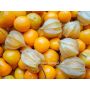 Coqueret du Pérou (Physalis peruviana) - Schönbrunner Gold - BIODYNAMIQUE