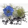 Cumin noir - Nigella sativa - BIODYNAMIQUE     