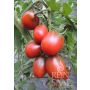 Tomate - Black Plum - BIODYNAMIQUE