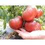 Tomate - Tschernij Prinz - BIODYNAMIQUE
