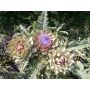 Artichaut - Green Globe - BIODYNAMIQUE