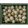 Navet - Snowball - BIODYNAMIQUE