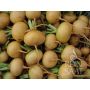 Navet de printemps - Petrowski/Ludowsky - BIODYNAMIQUE