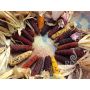 Maïs ornemental - Karibik - BIO - 50% de remise - germination réduite