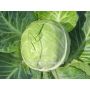 Chou blanc - Nagels Frühweiss - BIO