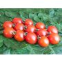 Tomate cerise - Trixi - BIODYNAMIQUE