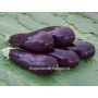 Aubergine - Zora - BIODYNAMIQUE