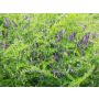 Vicia d'hiver (villosa), engrais vert 60g