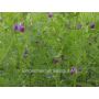 Vesce commune - Vicia sativa - 40g - BIO