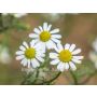 Matricaria chamomilla - Camomille sauvage - BIODYNAMIQUE