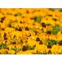 Rudbeckia hirta, Rudbeckia goudgeel*bd
