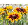 Rudbecka hirta 'Herbstwald' - Rudbeckie hérissée- BIODYNAMIQUE
