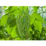 Haricot à rames - Trebona - BIO - 50% de remise - germination réduite