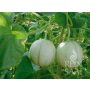 Melon - Charentais - BIO