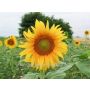 Tournesol mélange - 50 g  - pour 10 à 12 m² - BIO