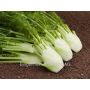 Fenouil à bulbe - Fino/Fenno - BIO - 50% remise - germination réduite