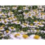 Tanacetum parthenium - Grande camomille - BIODYNAMIQUE