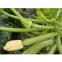 Courgette - Alberello - BIODYNAMIQUE