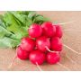 Radis - Marike - BIODYNAMIQUE - 50% de remise pour cause de germination réduite