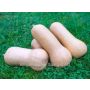 Courge - Nutterbutter - BIODYNAMIQUE