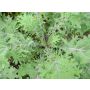Chou frisé- Red Russian Kale - BIODYNAMIQUE