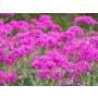 Silene armeria - Silène à bouquets - BIODYNAMIQUE