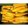 Courgette - Gold Rush - BIODYNAMIQUE