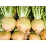 Navet - Wilhelmsburger - BIODYNAMIQUE - 50% remise - germination réduite