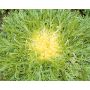Endive - Très Fine Maraîchère - BIODYNAMIQUE - 50% de remise - germination réduite