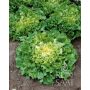 Endive - Nuance - BIO
