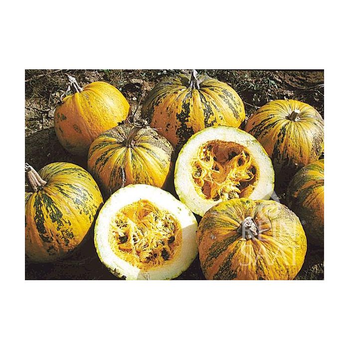 Courge oléagineuse Retzer Gold graines biologiques