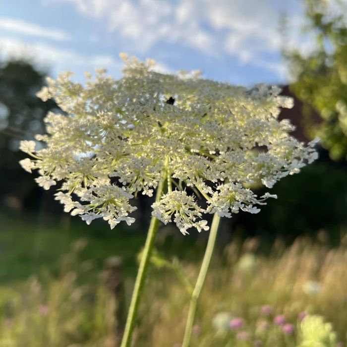 Daucus carota fleurs blanches ombelles